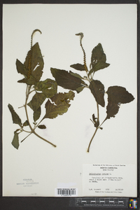 Heliotropium indicum image