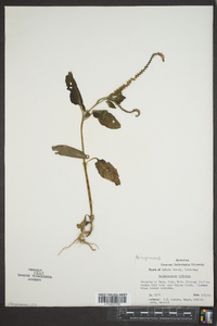 Heliotropium indicum image