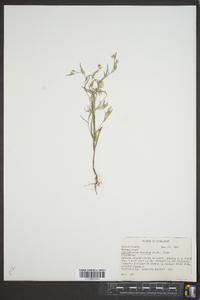 Heliotropium tenellum image