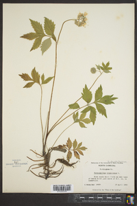 Hydrophyllum virginianum image