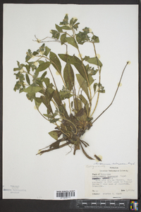 Lithospermum tuberosum image