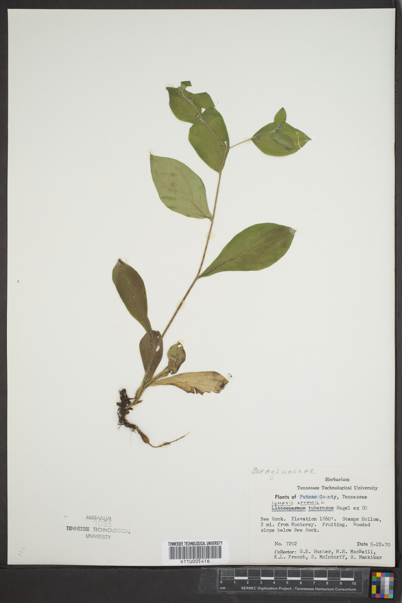 Lycopsis arvensis image