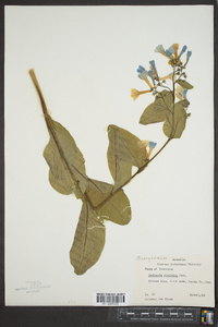 Mertensia virginica image