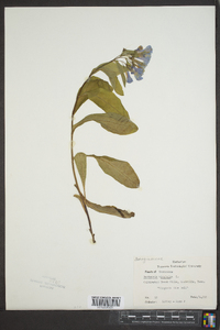 Mertensia virginica image