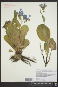 Mertensia virginica image