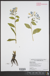 Mertensia virginica image