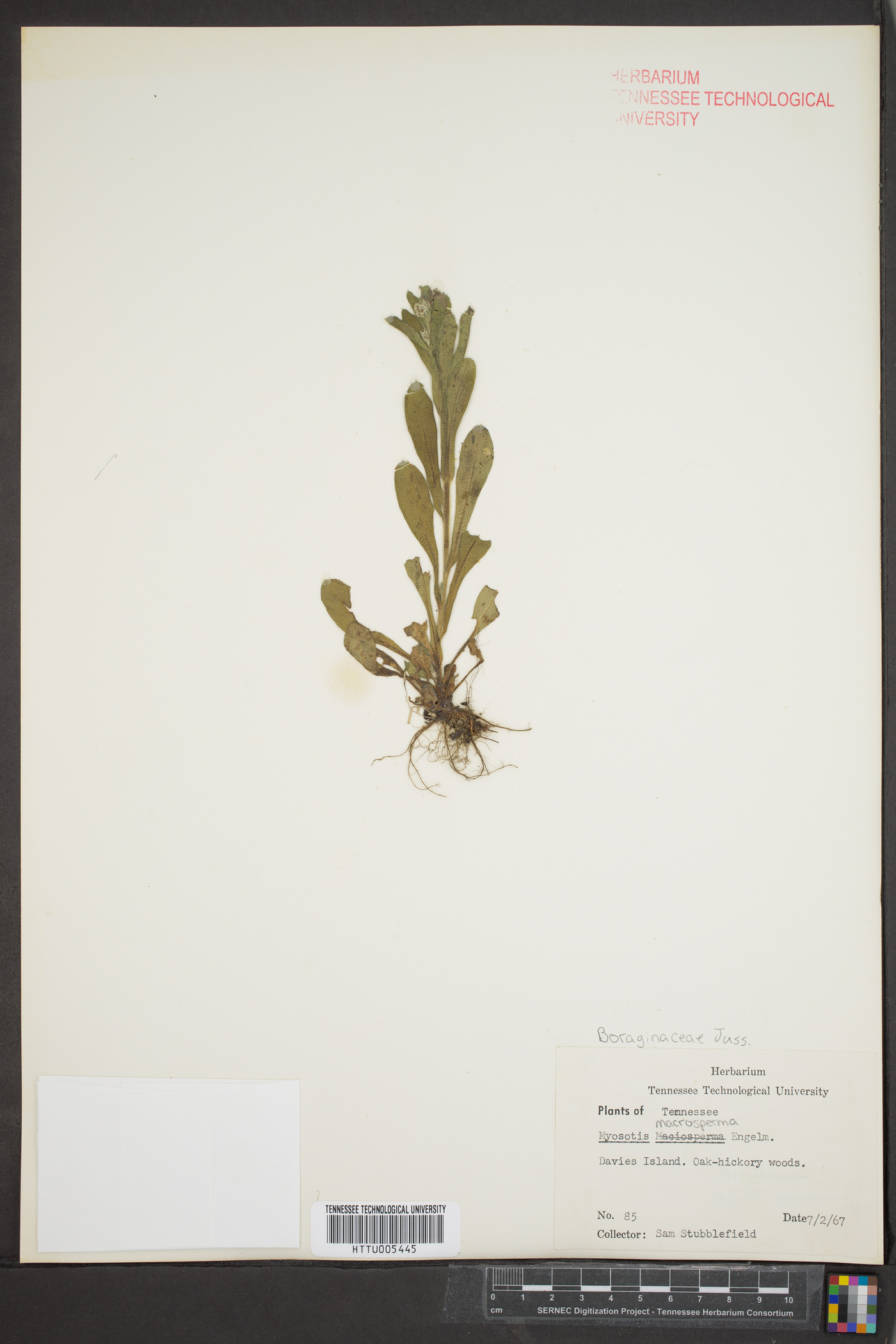 Myosotis arvensis image