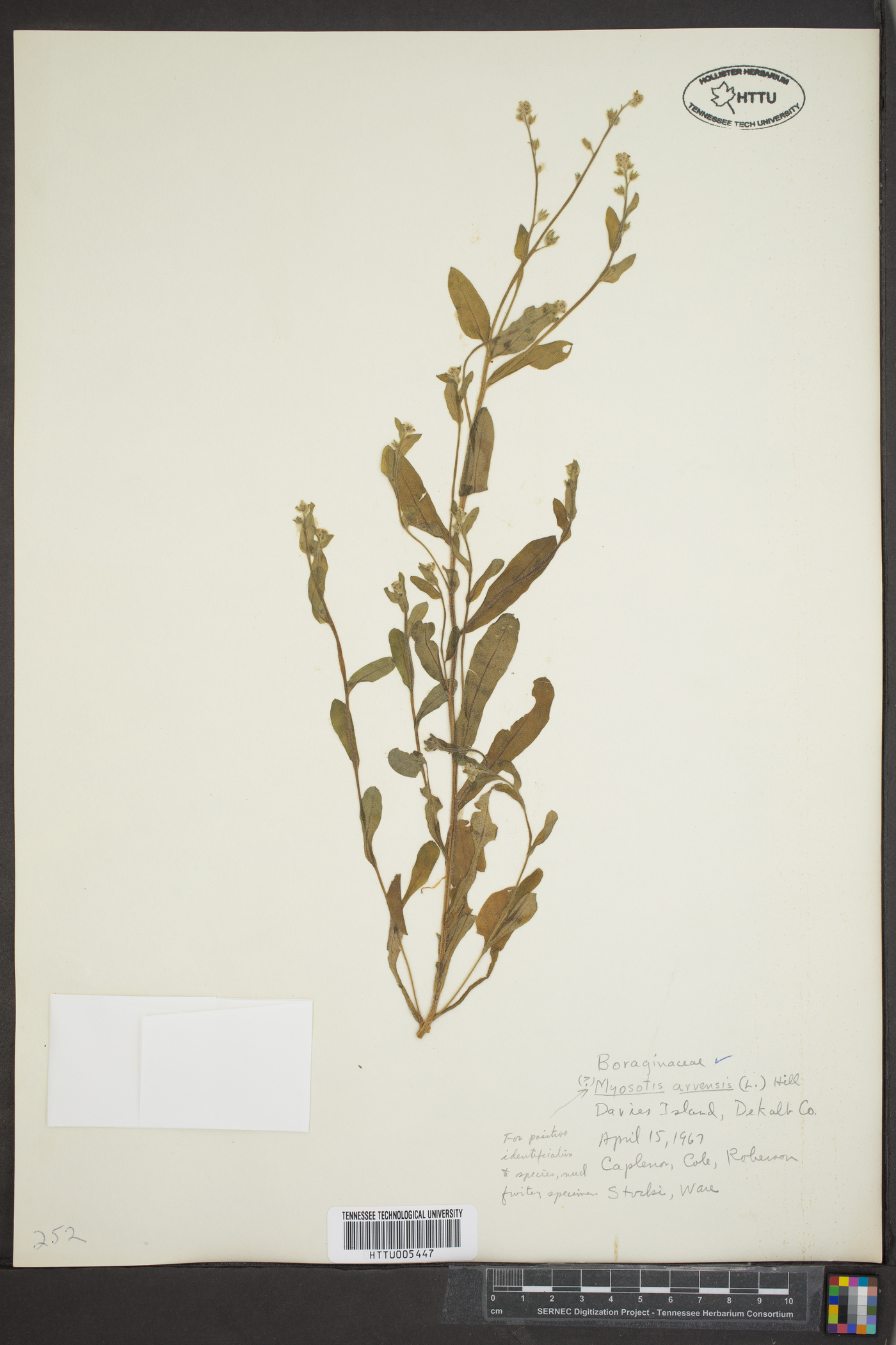 Myosotis arvensis image
