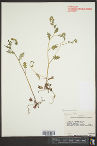 Phacelia purshii image