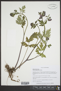 Phacelia bipinnatifida image