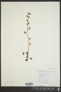 Phacelia purshii image