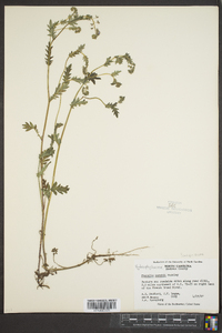 Phacelia purshii image