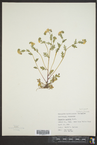 Phacelia purshii image