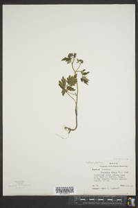 Phacelia dubia image