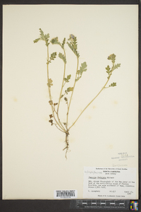 Phacelia fimbriata image