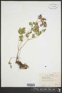 Phacelia maculata image