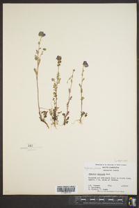 Phacelia maculata image