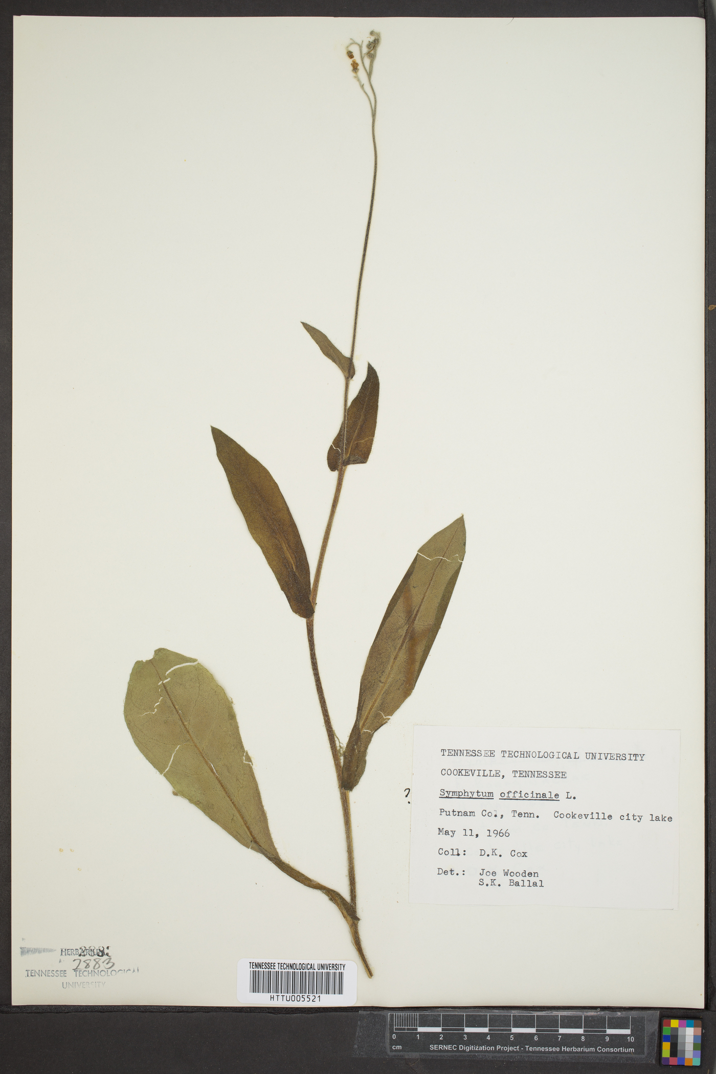 Symphytum officinale image