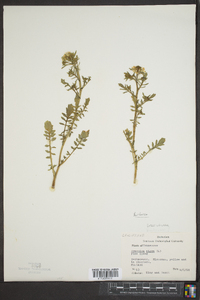 Brassica nigra image