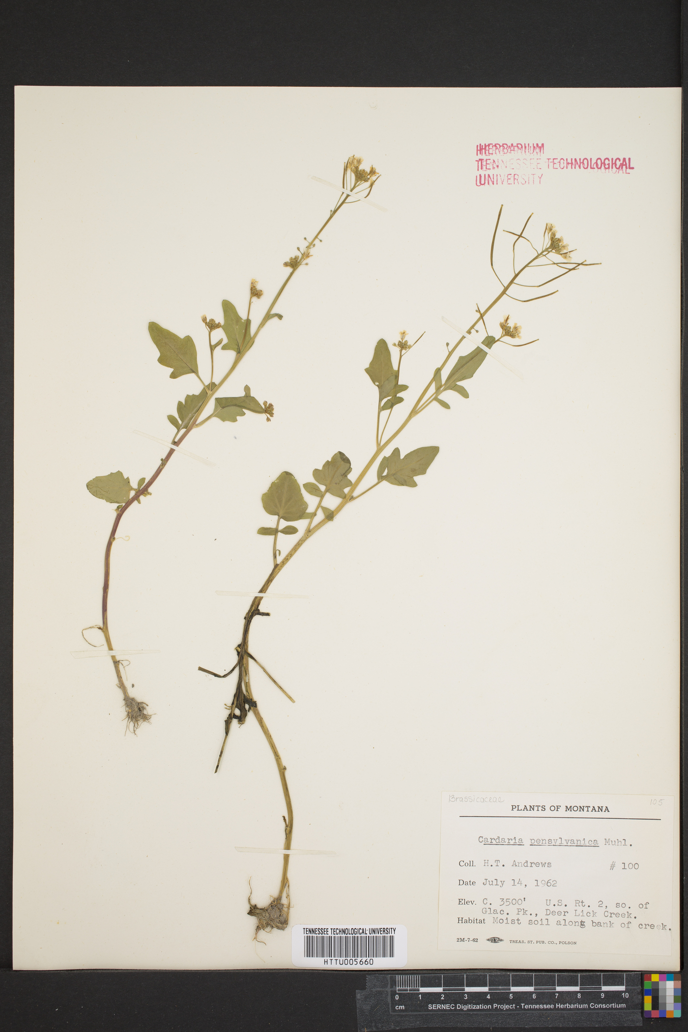 Cardaria image