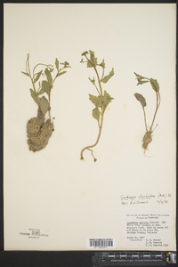 Cardamine bulbosa image