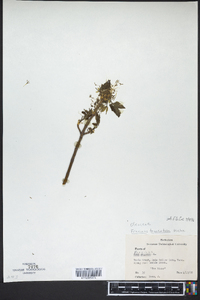 Fraxinus tomentosa image