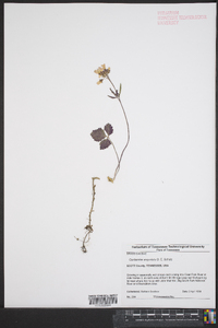 Cardamine angustata image