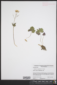 Cardamine angustata image