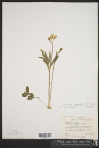 Cardamine diphylla image