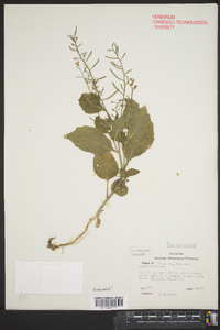 Cardamine bulbosa image