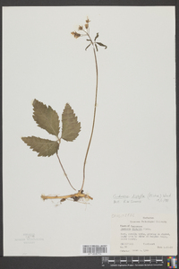 Cardamine diphylla image