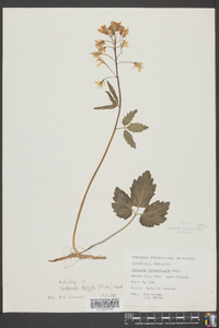 Cardamine diphylla image