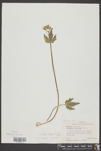 Cardamine diphylla image