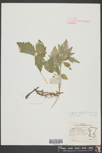 Cardamine diphylla image