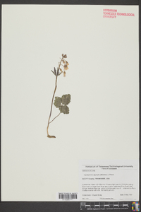 Cardamine diphylla image