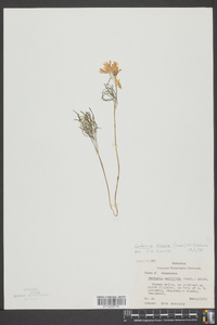 Cardamine dissecta image