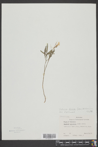 Cardamine dissecta image