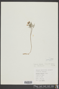 Cardamine dissecta image