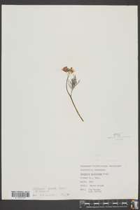 Cardamine dissecta image