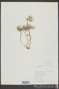 Cardamine dissecta image