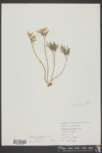 Cardamine dissecta image