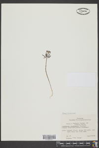 Cardamine douglassii image