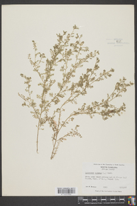 Lepidium didymum image