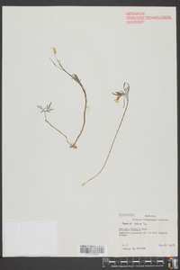 Cardamine diphylla image