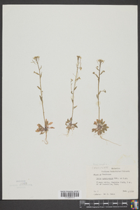 Draba brachycarpa image