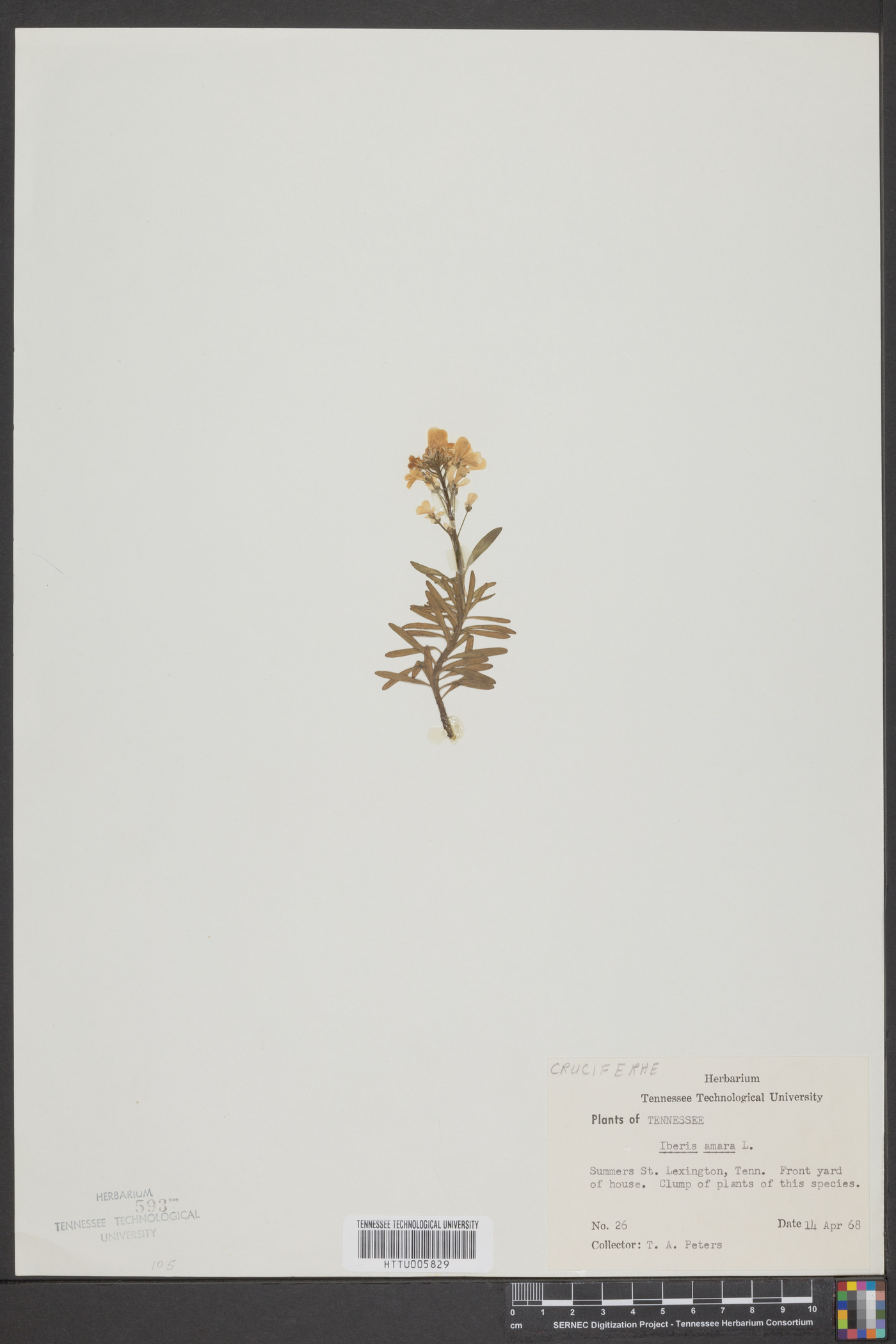 Iberis amara image