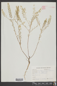 Lepidium apetalum image