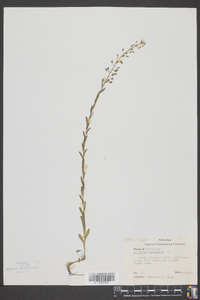 Lepidium campestre image