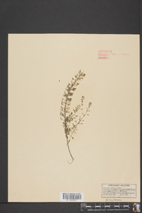 Lepidium campestre image