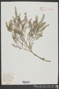 Lepidium perfoliatum image